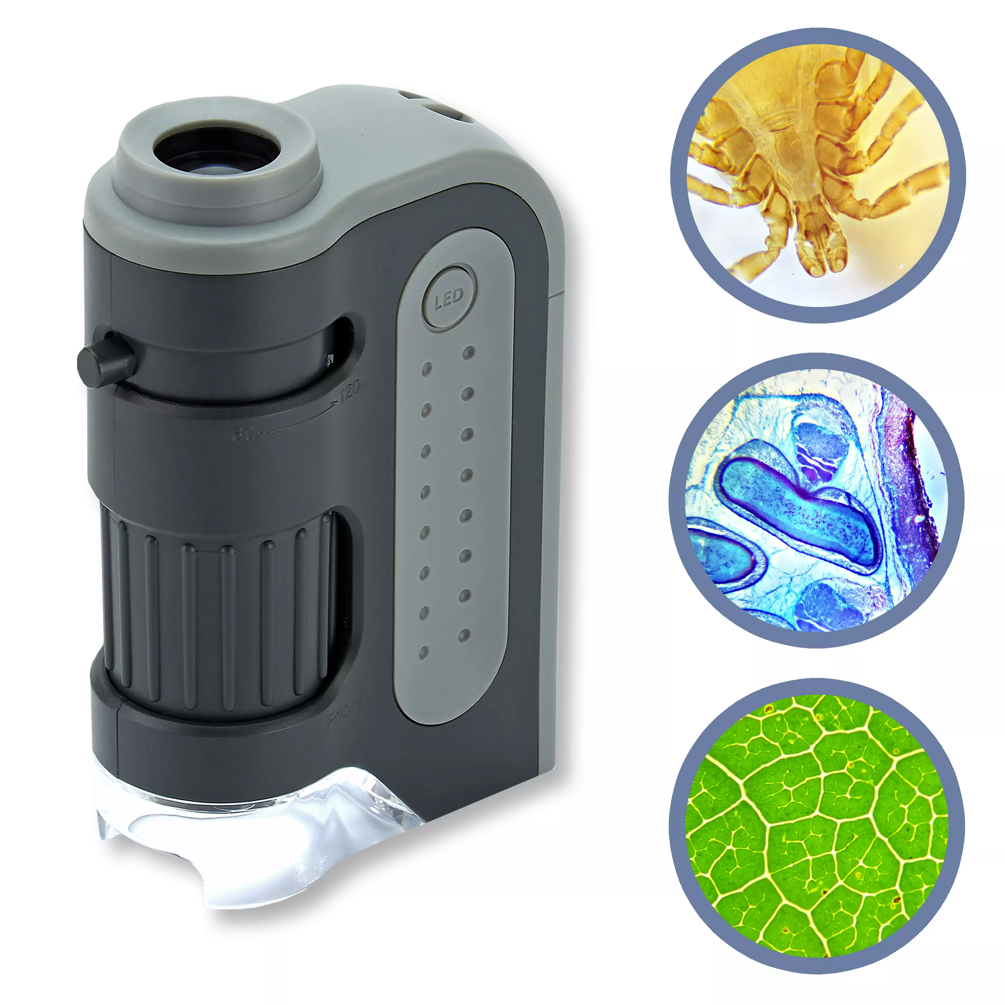 Carson MicroBrite Plus MM-300 LED pocket microscope
